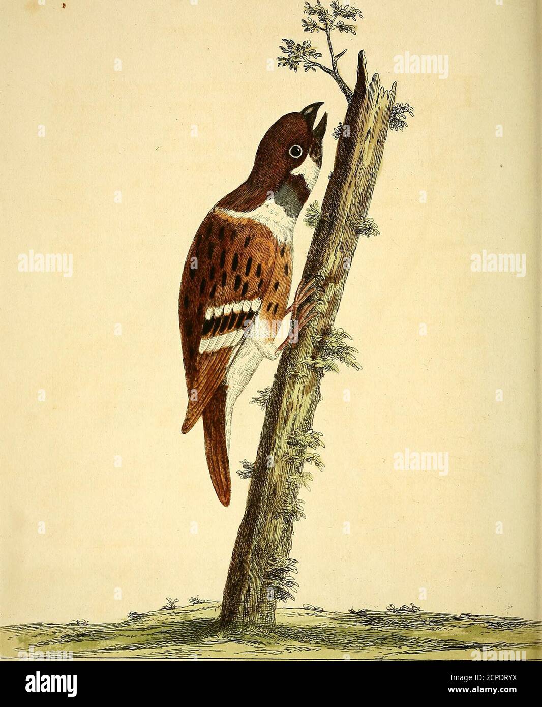 . A natural history of birds : illustrated with a hundred and one copper plates, curiously engraven from the life . .y/i-e. /^e^ ^l^iZoA- ^<?zn/yiif-<:^€<p^. ^^.K 7^if^7.7t ^^^jy^^y. 1 I 24.. kJ/u. J/to/f/uncfy ^/>;e<:/-ee^ter. cilea,za,7^u/i^n ^&/. .yiu^. if. lyj/^- ( i3 )^he Hamburgh Tree Creeper, Numb. XXIV. THIS Bird is fomething bigger than a *^^rr^:e;; its Billis black, the I rides of the Eyes yellow, the top of theHead and Neck of a redifh brown, with a caft ofpurple j the under part of the Neck and Throat is dividedacrofs with broad Streaks of brown and white; the Backa Stock Photo