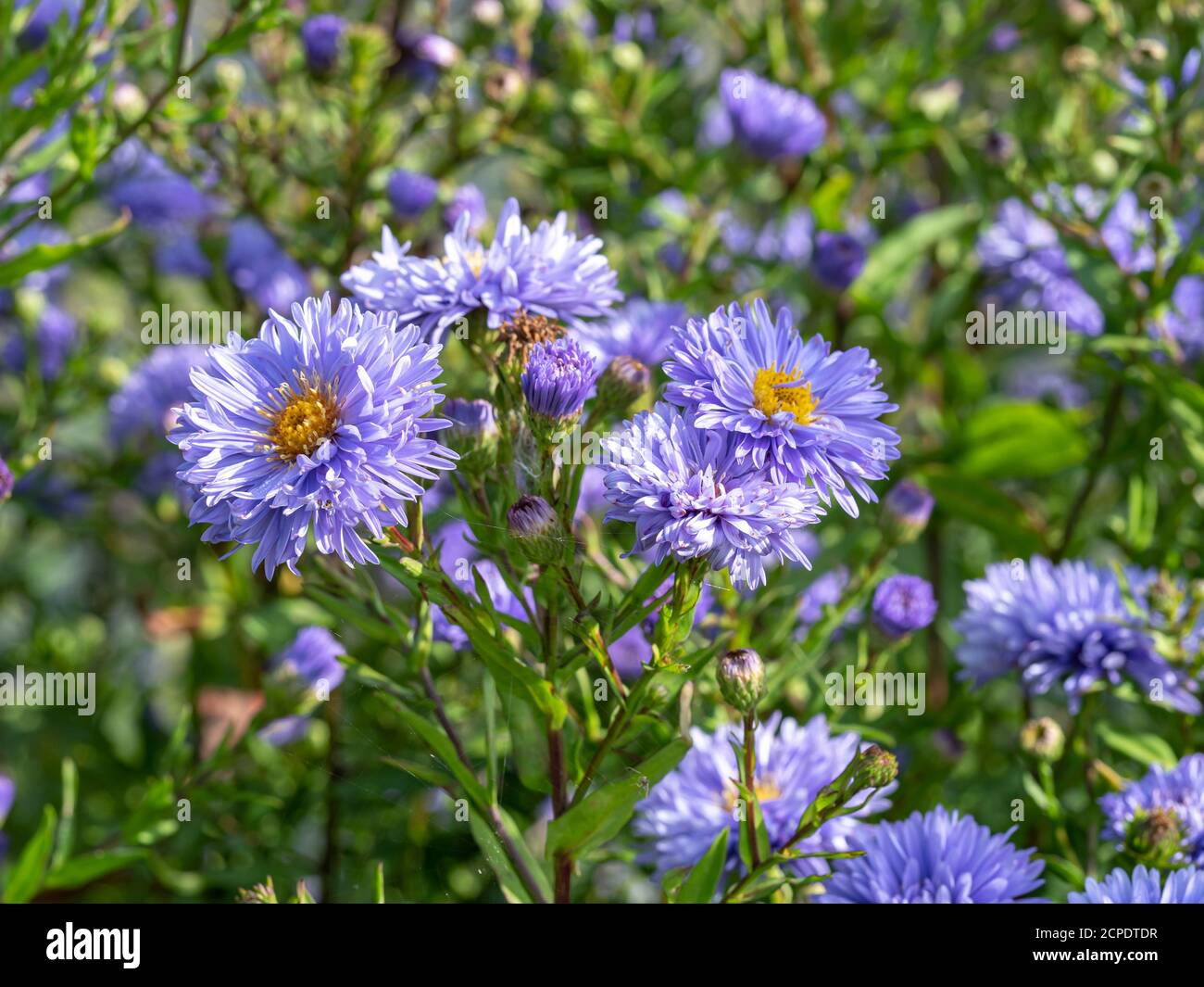 Beautiful blue aster flowers, variety Aster novi-belgii Marie Ballard, flowering in a garden Stock Photo