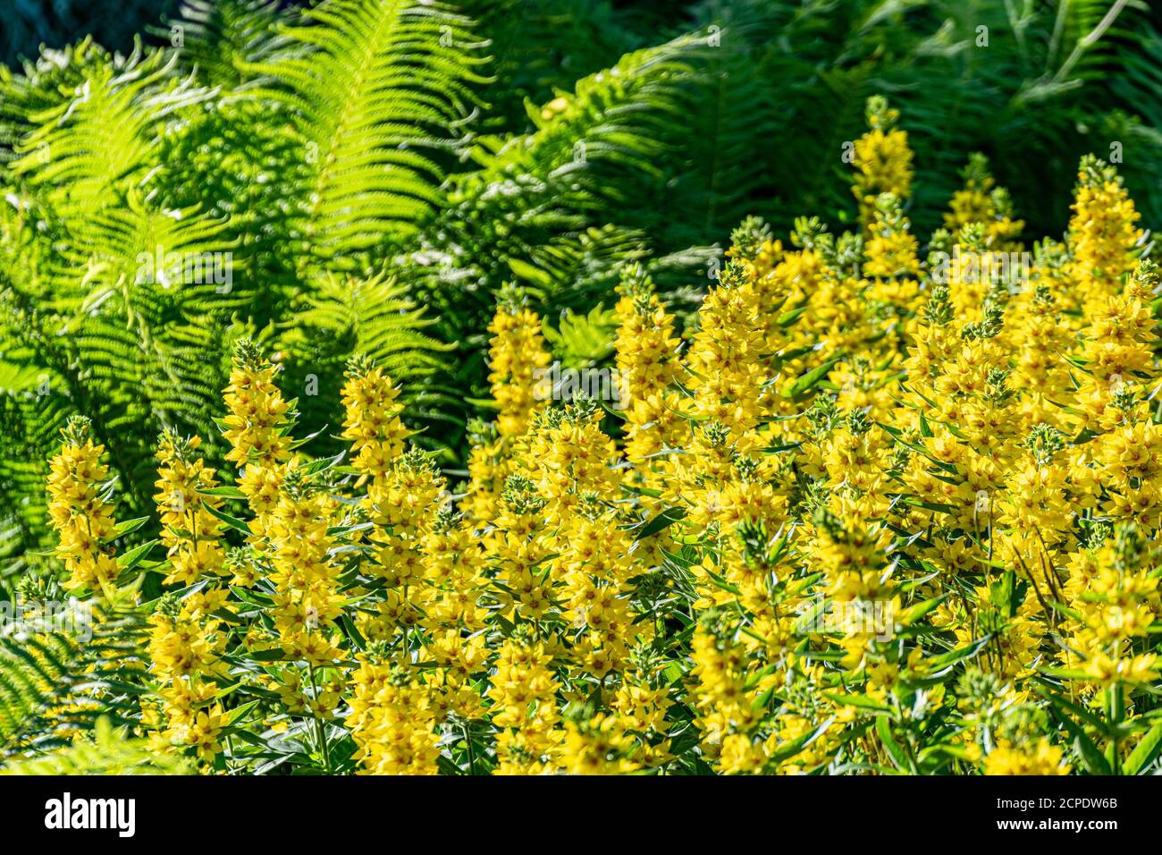 Garden loafers are yellow in bloom. Beautiful yellow flowers close-up on a fern background. Stock Photo