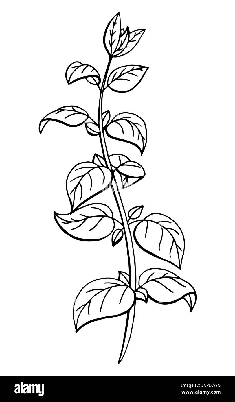 Oregano herb graphic art black white sketch isolated illustration vector Stock Vector