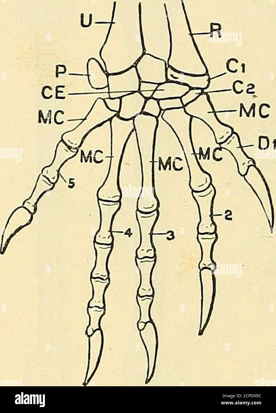 . The structure and life of birds . Fig. 3.—Tibia and Fibula of Fowl. F ...