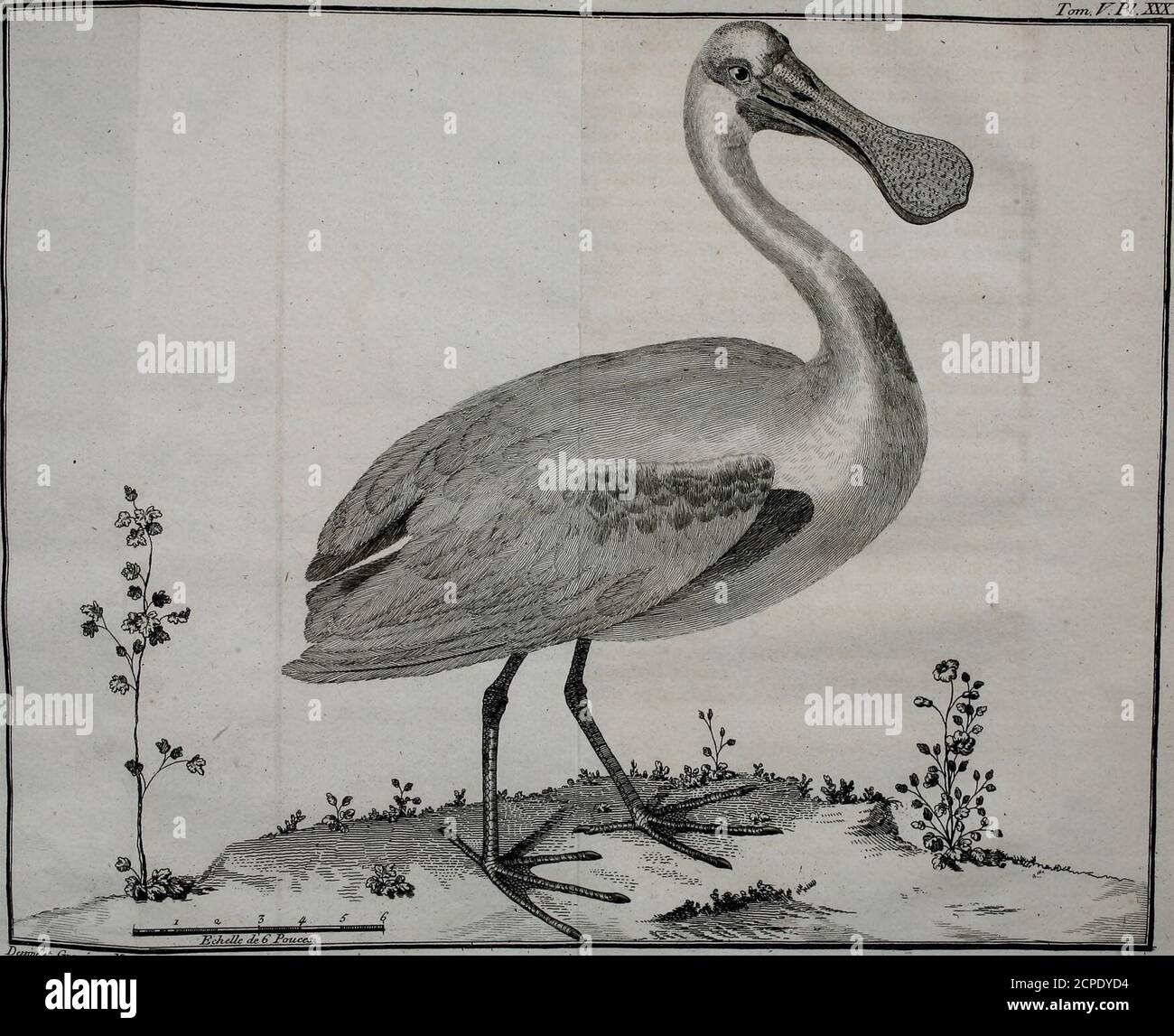 Feulement Sections de couleur hi-res stock photography and images - Alamy