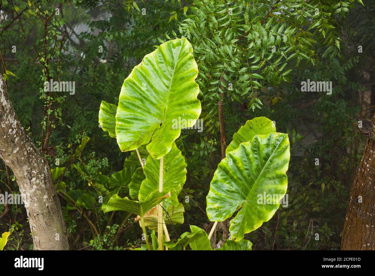 Chalanbil hi-res stock photography and images - Alamy