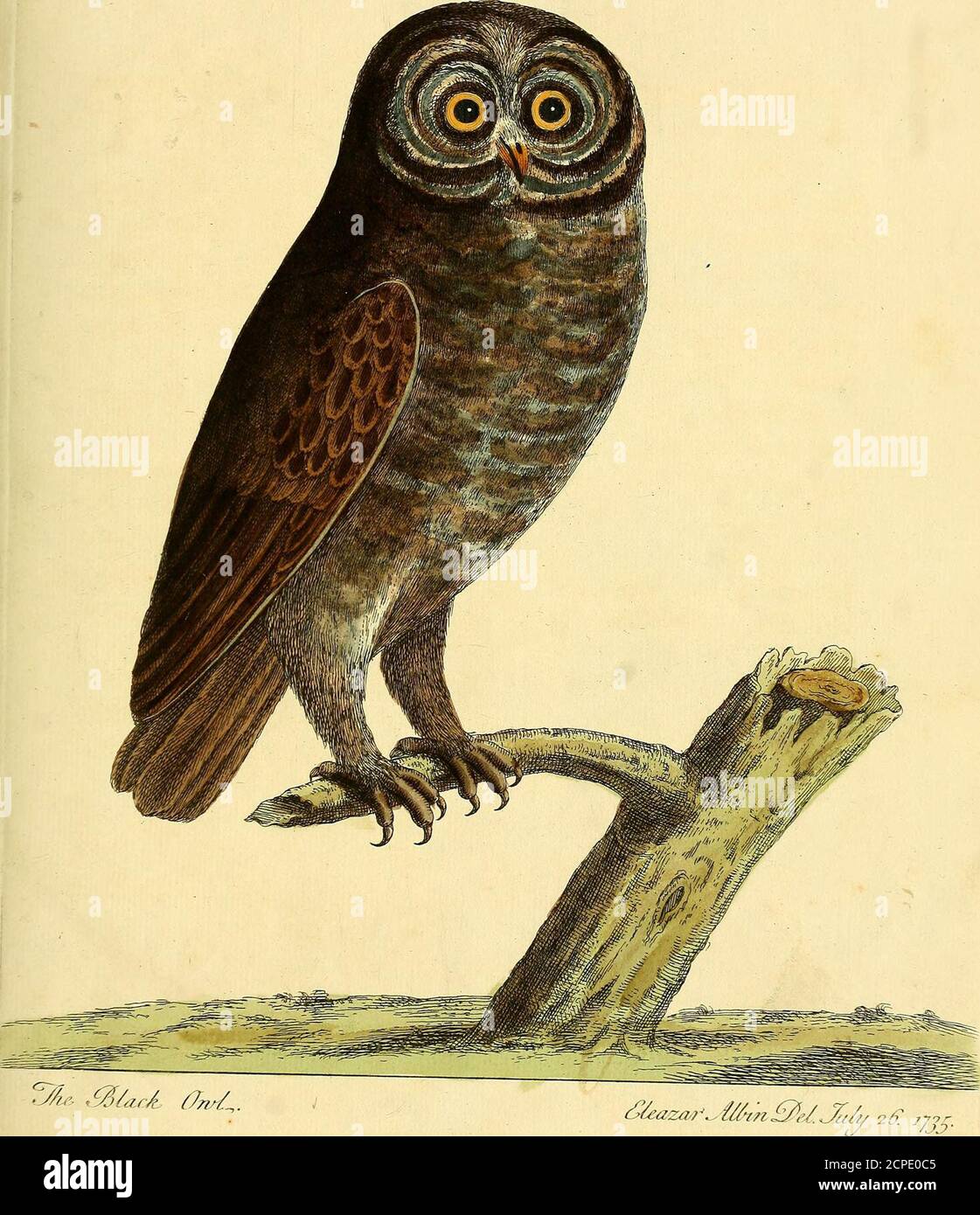 . A natural history of birds : illustrated with a hundred and one copper plates, curiously engraven from the life . oth upper and lower Eye-lid terminatein a Membrane, having black Edges. The Ear Holes weregreat and furnifhed with Valves. It was for the apparent Magnitude of the Bird very light,full of Feathers, a Wreath or Hood of ftiff Feathers reach-ing beyond the Ears, encompafTes the Face and Eyes, andends under the Chin, like a Womans Hood; within thisis another Circle of Feathers, the Tips of both are of a lightblewifh Afh Colour; a Circle of dark Feathers encompaflesthe Eyes, which are Stock Photo
