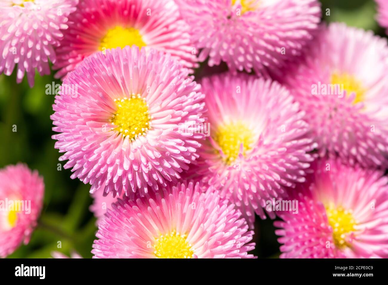 Daisy (Bellis) plant genus of the daisy family (Asteraceae), cultivated. Stock Photo