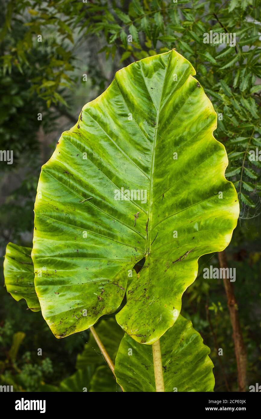 Chalanbil hi-res stock photography and images - Alamy