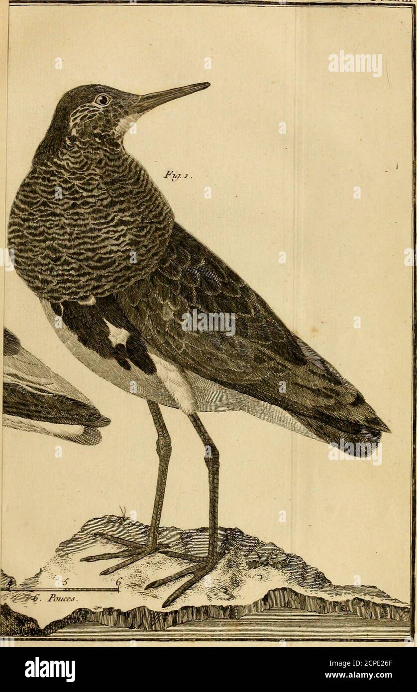 Paon Qui High Resolution Stock Photography And Images Alamy Paon Qui High Resolution Stock Photography And Images Alamy