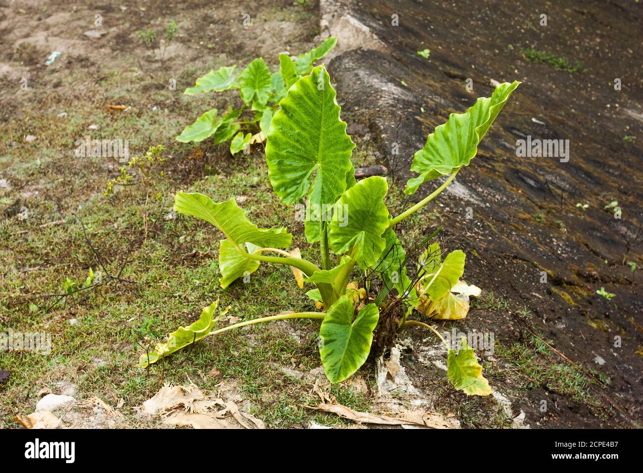 Cucumber Animal Hi res Stock Photography And Images Alamy