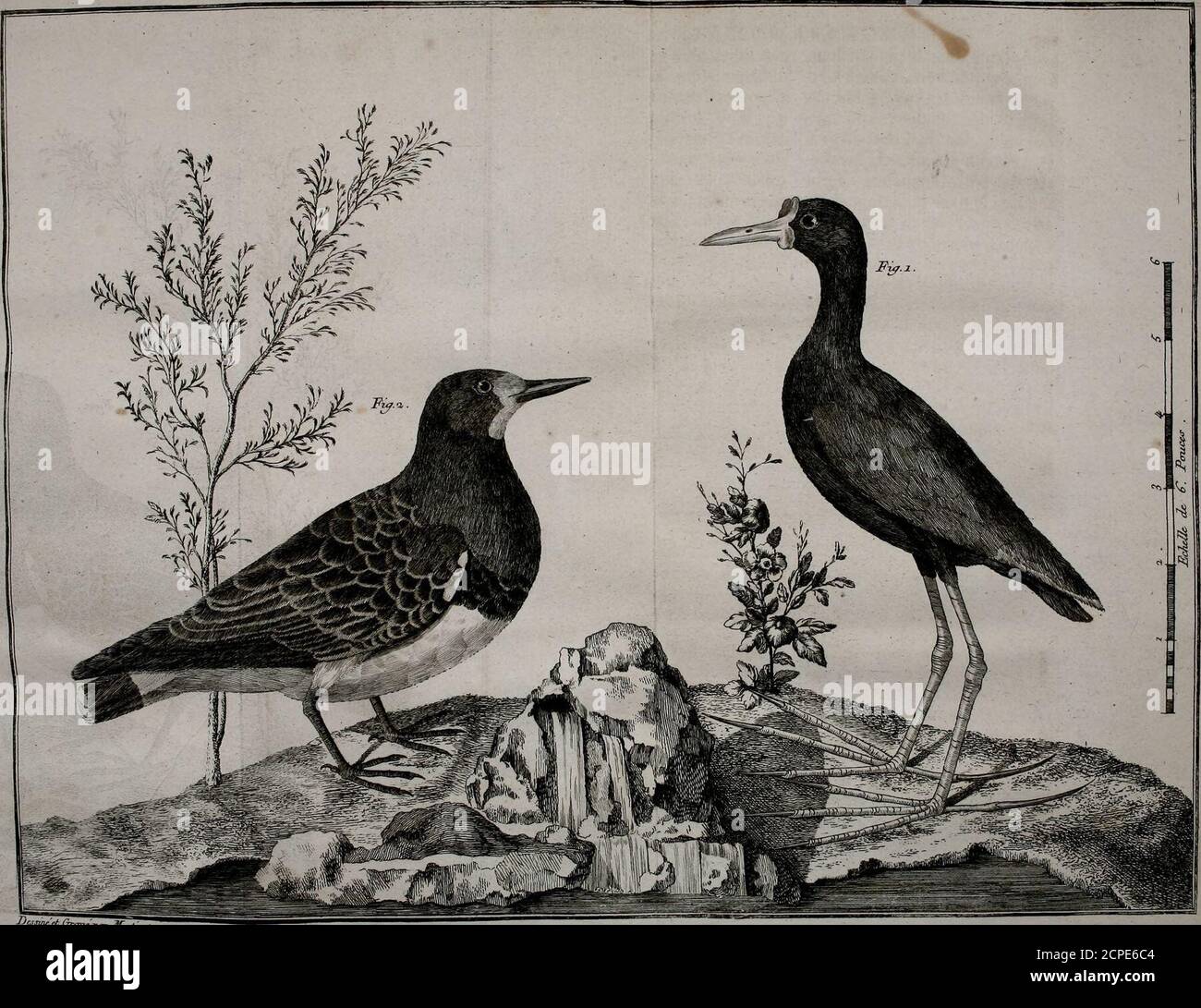 Ornithologie Ou Methode Contenant La Division Des Oiseaux En Ordres Sections Genres Especes Leurs Varietes A Laquelle On A Joint Une Description Exacte De Chaque Espece Avec Les Citations