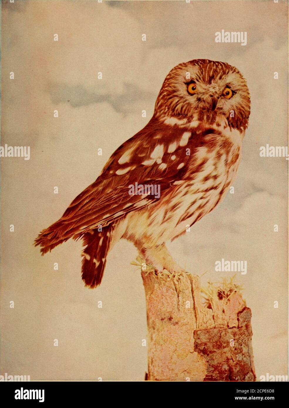 Page 10 - Like Owl High Resolution Stock Photography and Images - Alamy