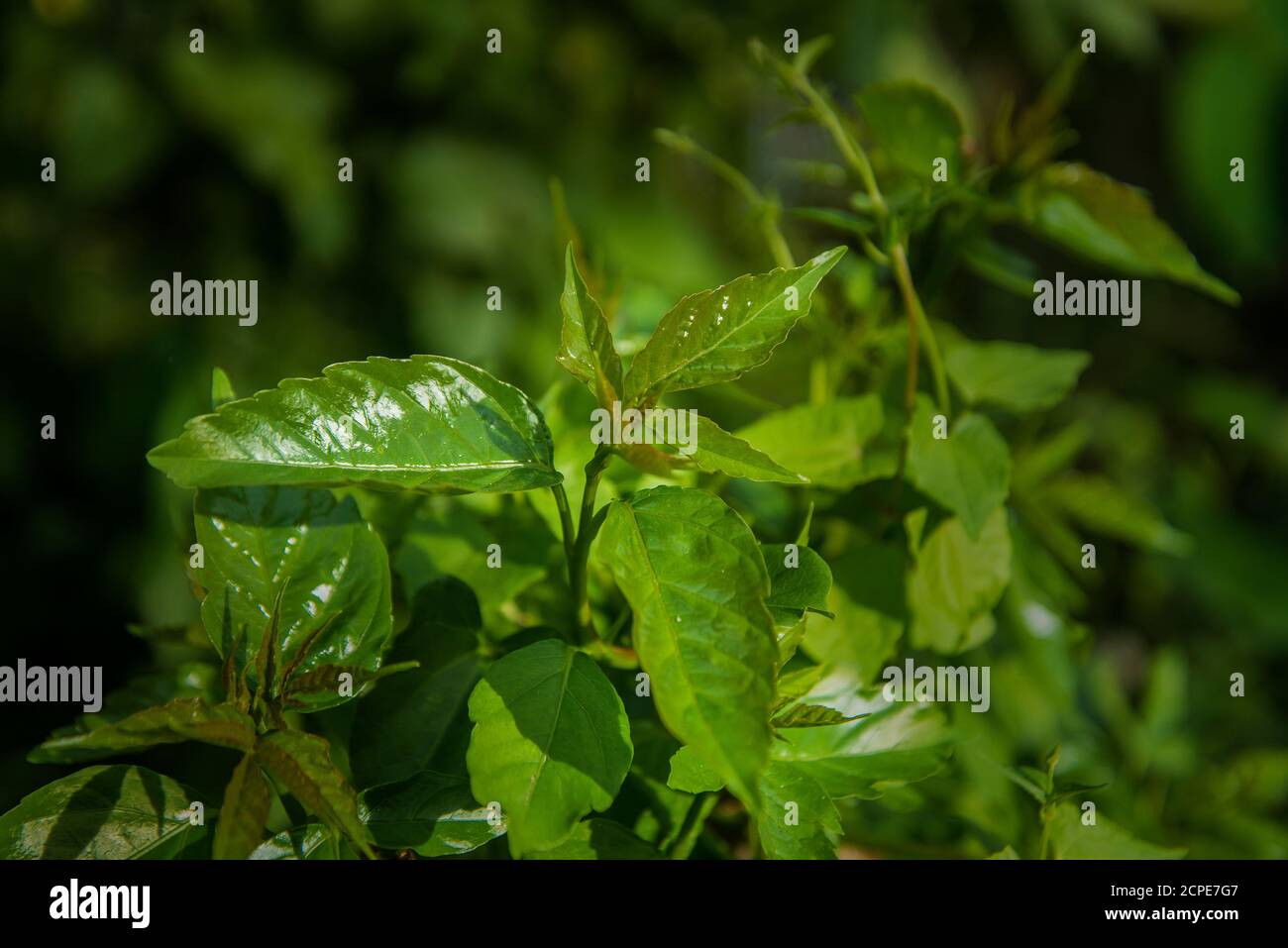 Light and leaves. Bangladesh. Stock Photo