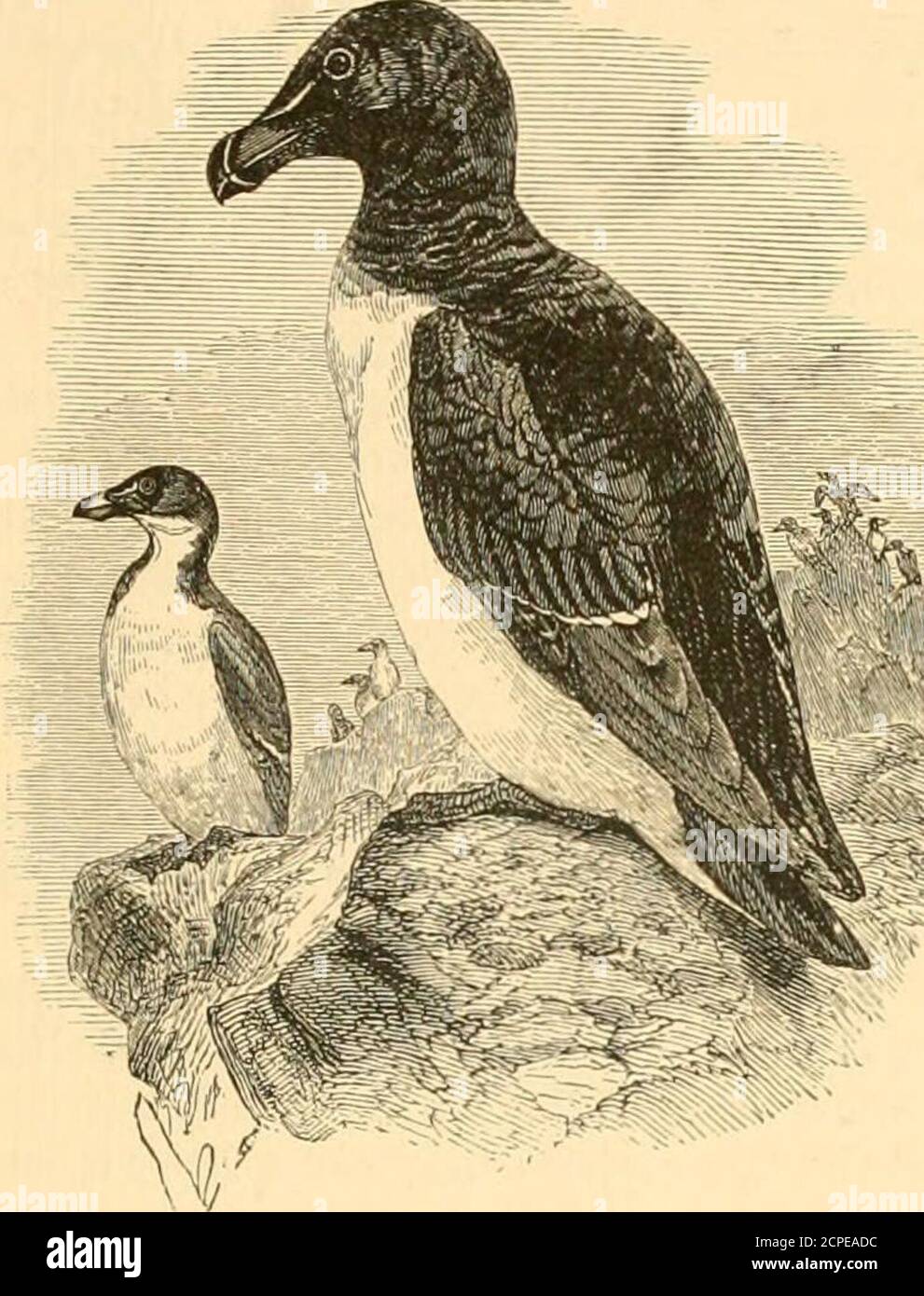. The water birds of North America . common toboth sides of the North Atlantic. Ale a torda. THE EAZOR-BILLED AUK. Aha torda, Linn. S. N. I. 175S, 130 (adult) ; ed. 12,1. 1766, 210. —Aud. Orn. Biog. III. 1S35, 112 ; V. 1839, 428, pi. 214. —Cass, in Bairds B. N. Am. 1858, 901. — BAIBD, Cat. N. Am. li. 1859, no. 711. — COHES, Check List, 1873, no. 616.Utamania torda, Leach, Stephenss Gen. Zool. -XIII. 1825, 27. — Coues, Pr. Ac. Nat. Sci. Philad. 1868, 18; Key, 1S72, 340; 2.1 Check List, 1SS2, no. 877. — Kidgw. Norn. N. Am. B. 1881, no. 742.Aha pica, Linn. S. N. I. 1766, 210 (young, or winter plu Stock Photo