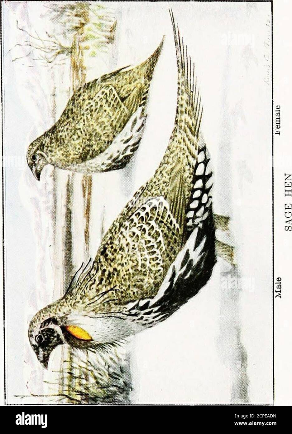 The book of birds, common birds of town and country and American game birds  . 2 3 d d s =3 ho.tl > .g bJ) .ia > rd D fc a4