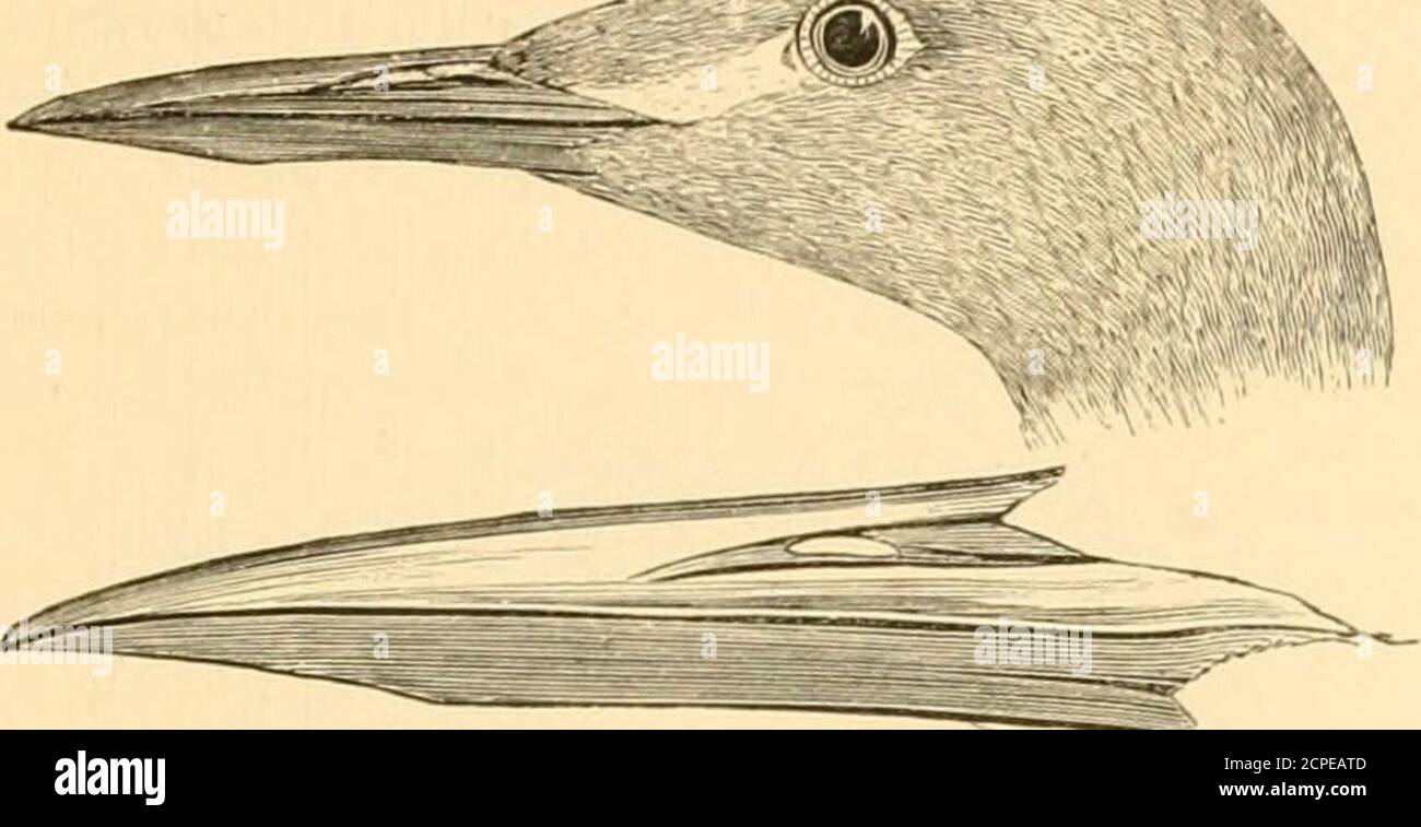 . The water birds of North America . Sumiwr adidt. 1 See p. 126, footnote. PODICIPID.E — THE aREBBS — COLYMBUS. 429 but is a very much larger bird, the difference in size being moreover entirely constant, as willappear from the following measurements : — Wing Average of 17 specimens of C. Hotbcellii . 7.05 4 C. grisegena . 6.03 Minimum of 0 Holbcellii 7.30 Maximum of C. grisegena 7.00 Examples from Eastern Asia appear to agree closely with those from North America. For theformer the name cucullatus, Pall., has generally been used ; but upon turning to p. 355 of the Culmen. Depth of bill Tarsus Stock Photo