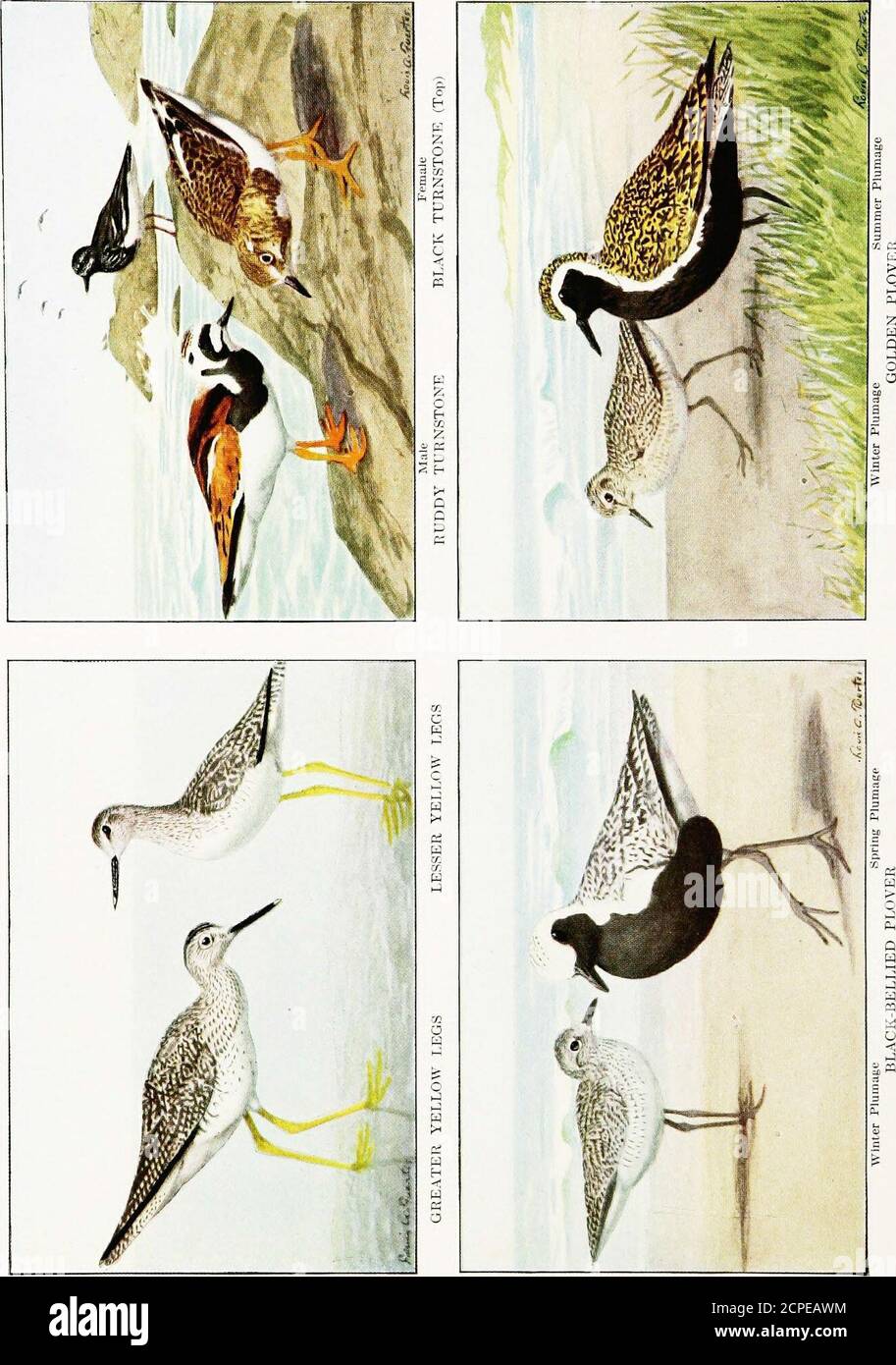 The Book Of Birds Common Birds Of Town And Country And American Game Birds Gt Lt Th 1 H O D P Jd Bo Is N Othethe To Tp 3