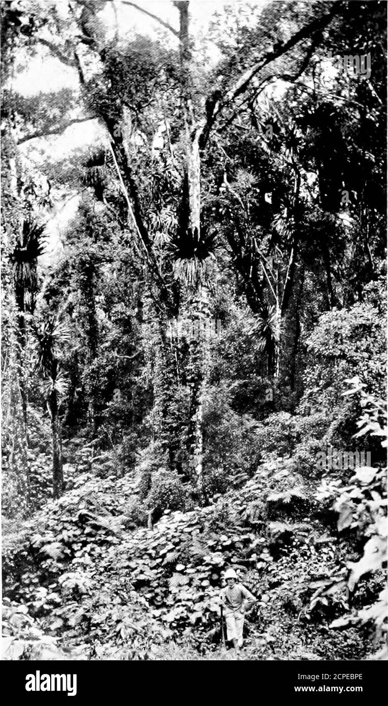 . Three voyages of a naturalist, being an account of many little- known islands in three oceans visited by the 'Valhalla,' R.Y.S.; . erable distance the tracklay between rows of tall trees, the branches of whichalmost met overhead. In this forest we saw aflock of Guinea fowls* which, being surprised at abend in the track, took to flight close ahead of thetram. At some distance from the camp the tramlines came to an end, and the rest of the journeyhad to be performed in a large two-wheeled waggondrawn by mules, which brought us, after an hourshard puUing, to our destination. We were metby the c Stock Photo