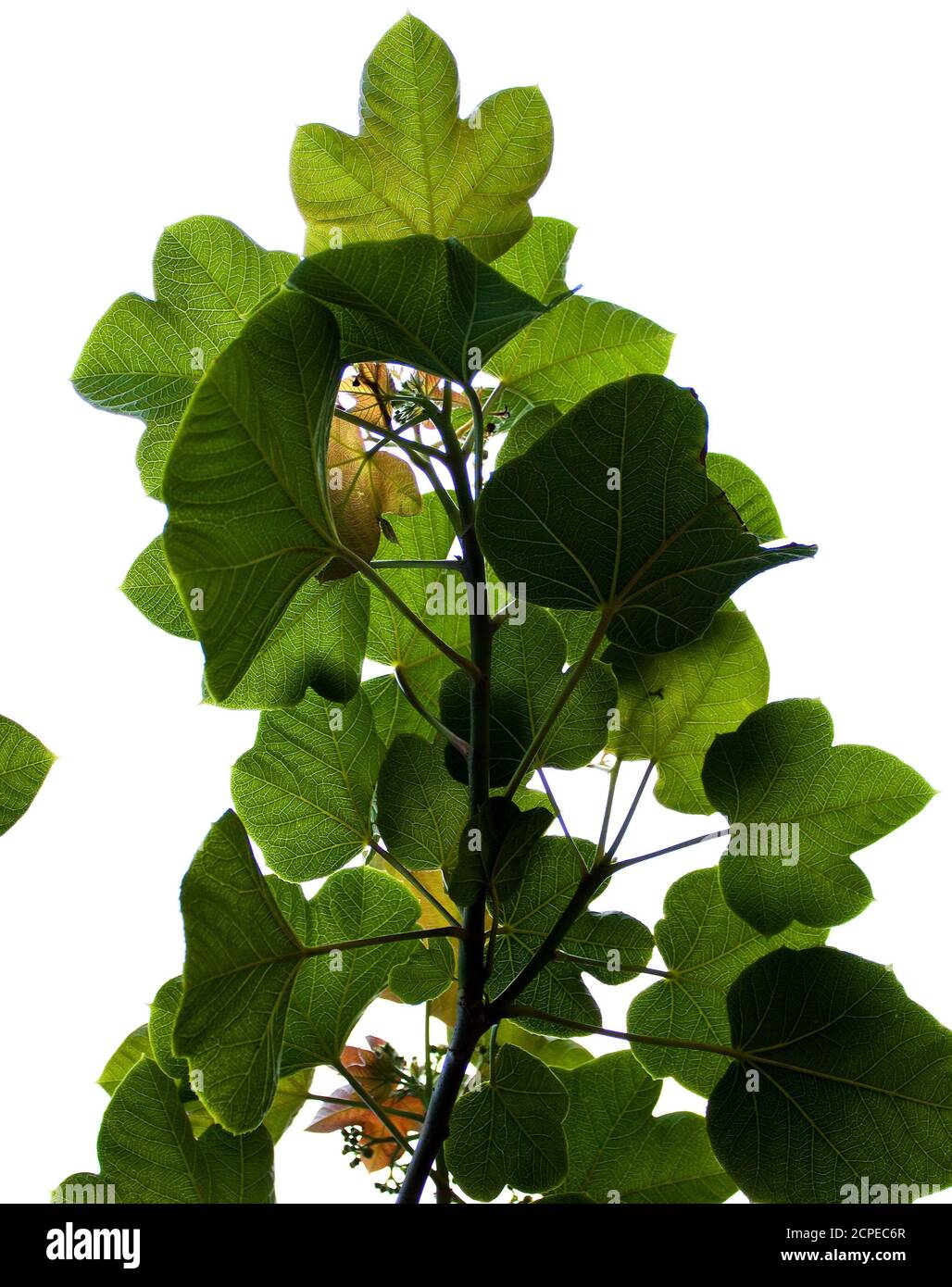 Tree leaves Khulna, Bangladesh. Stock Photo