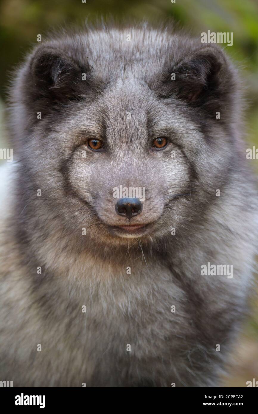 Polar Fox or Arctic Fox, Vulpes lagopus, Alopex lagopus Stock Photo