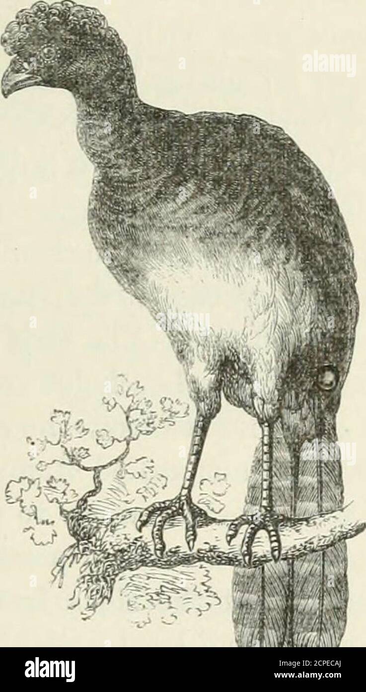 . Wanderings in South America, the north-west of the United States and the Antilles in the years 1812, 1816, 1820 & 1824 : with original instructions for the perfect preservation of birds, etc. for cabinets of natural history . by natives. Itis an active, lively little creature, black, with a white patchon the throat. Colonists are apt to call the opossum by thename of polecat. See Opossum. Potato, Sweet {Convolvulus batatas). PowiSE {Crax alector).-—This fine bird is one of the Curas-sows, of which there are several species. It seems to bearour climate very well, and as it is easily tamed, an Stock Photo