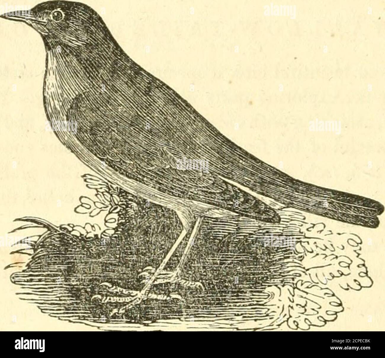 Ng Birds High Resolution Stock Photography And Images Alamy