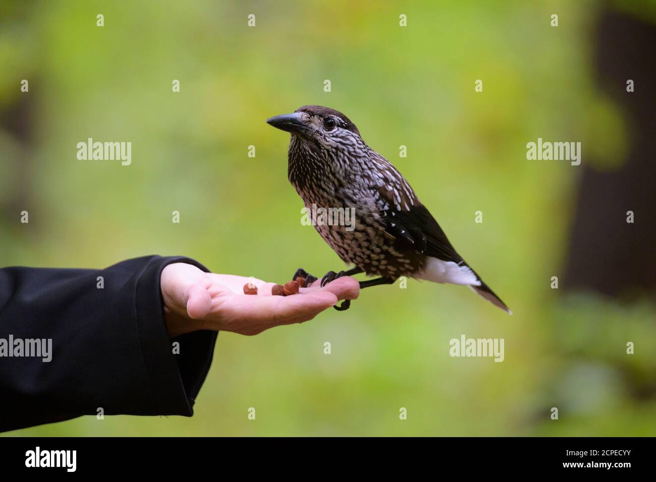 Spotted Nutcracker, Nucifraga caryocatactes, sitting on hand in forest Stock Photo