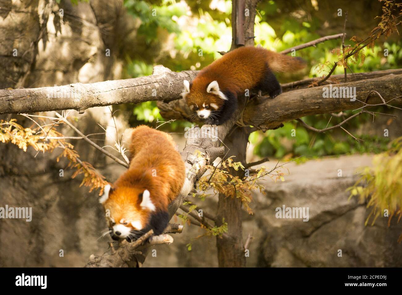 Red Panda Bamboo Forest High Resolution Stock Photography And Images Alamy