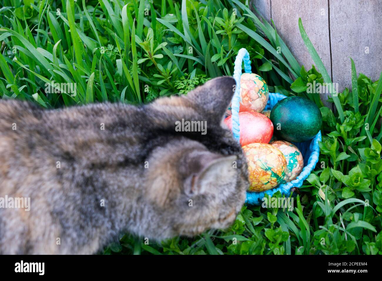 curiously gray cat sniffs the blue basket with Easter eggs standing on the green grass near the stump Stock Photo