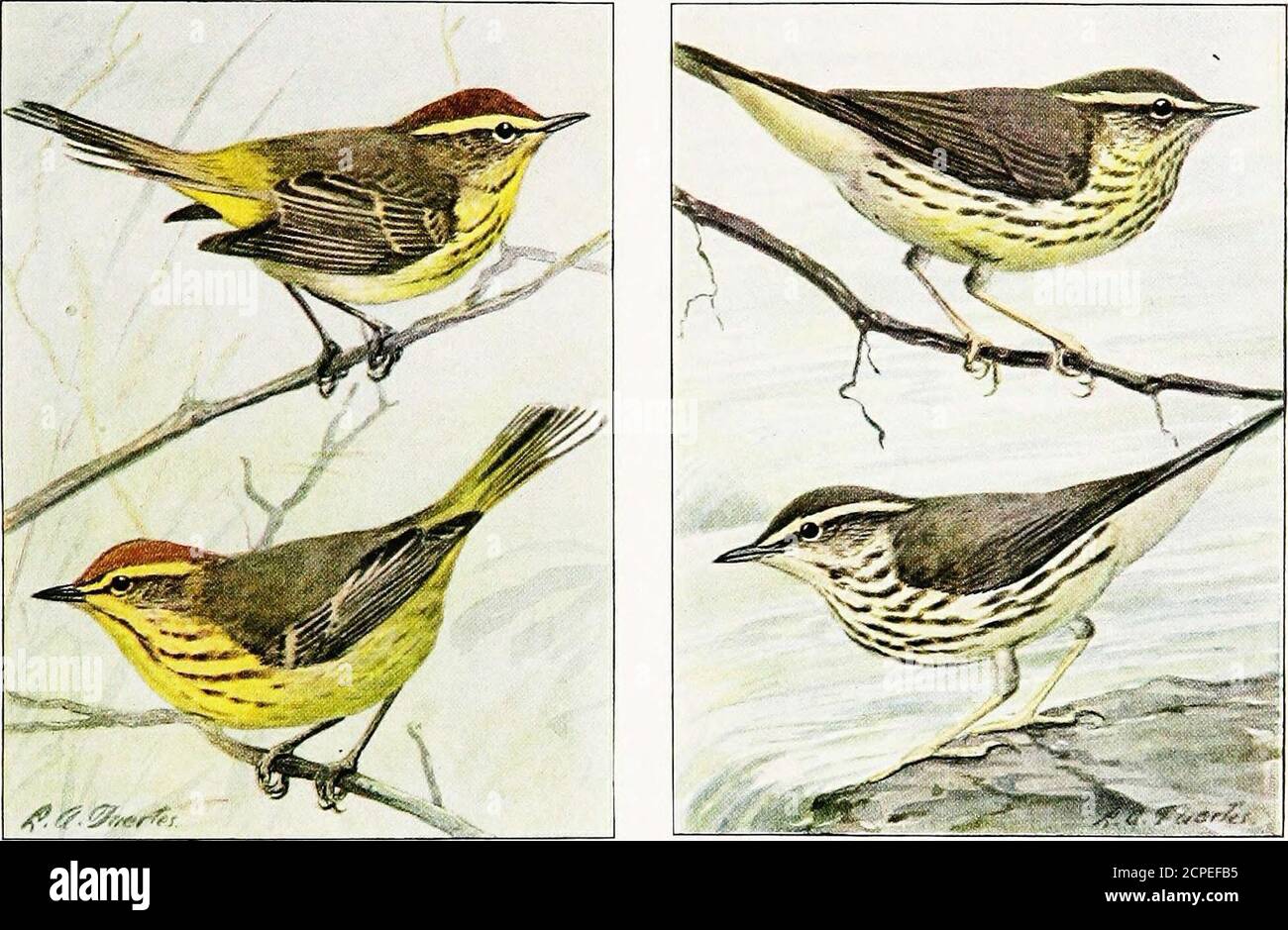 . The book of birds, common birds of town and country and American game birds . EAVBREASTED WARBLERMale and Female BLACK-THROATED GREEN WARBLERMale and Female BLACK-THROATED GRAY WARBLER PINE WARBLER 92. Stock Photo