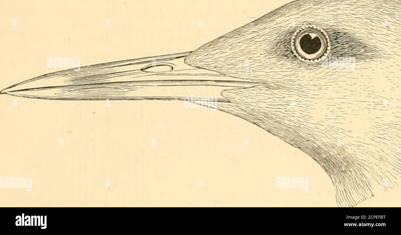 . The water birds of North America . the wing, and tail-coverts(above and below) silky white ; a blackish or dusky stripe on each side of the head, entirely sur-rounding the eye, and extending back over the auriculars. Rest of the plumage very pale pearl-gray (the lower surface uniform with the upper), the outer surface of the primaries and theircoverts inclining to silvery white ; inner web of outer quill chiefly white, with a stripe of plum-beous-gray next the shaft; second quill with the gray stripe paler and less sharply defined, and theinner side of the web slate-gray, the edge itself nar Stock Photo
