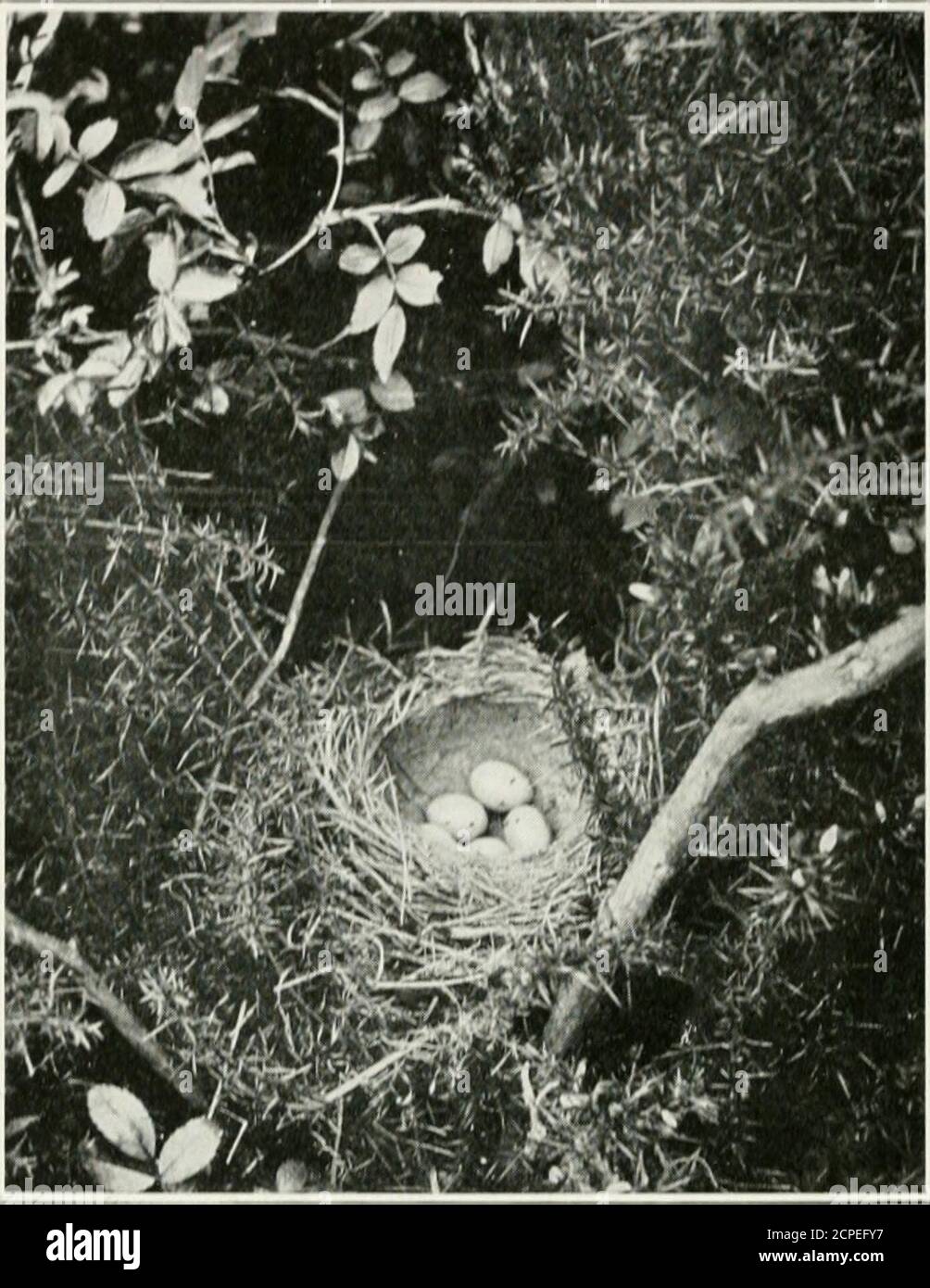 . Pictures of bird life : on woodland meadow, mountain and marsh . Nest of ^Misskl-thkush {Tiirdiis viscivonis). u l^icturcs of liird Life. Nl.SI Ul S()N(, I IIUIMI illlll/ll. Iinislill). cMW nTJidiinlly Ix-comiiin cxliiicl : .-iiid if il were nol Coi-llic coiisl.inl p.-issiiiL;- lo :iii(l do of llic siiiiimci .iiid wiiilcriiii^r.iiil s, our (icids .iiid woods woidd - ;iliiiosl d(oidof liCc. More csijccimIIn is llic Incl lo l)c ;i|)|)i(ci;dcd l) siihiirhnnol)S(r(rs. I)(ll&lt;is III llic cs,Llicrc is Ilic ccrlainlv llial one wclfonic snninicr IVicnds willsoon })(• here, and lliat tlionsan Stock Photo