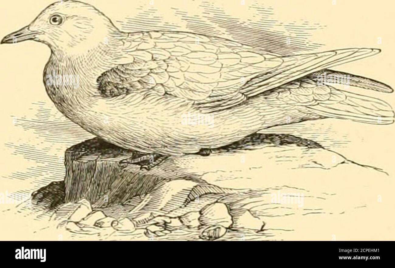 . The water birds of North America . 326; 13. Am. VII. 1844, 150, pi. 445. —Coues, Key, 1872, 313 ; Check List, 1873, no. 550.Pagophila eburnea, Gray, App. List, Gen. B. 1842, 15. — Lawr. in Bairds B. N.Am. 1858, 836.— Baird, Cat. N. Am. B. 1859, no. 676. —Saunders, P. Z. S. 1878, 162 (synonymy, etc.).Larus (Pagophila) eburneus, Bruch, J. f. 0. 1853, 106. —Coues, B. N. W. 1874, 648.Larus Candidas, Muller, Prod. Zool. Dan. 1776, p. viii.Larus niveus, Bodd. Tabl. P. E. 1783, 58, no. 994.Larus brachytarsus, Holboll, Fn. Grcenl. 1846, 52.Larus (Pagophila) brachylarsus, Buucu, J. f. O. 1853, 106. — Stock Photo