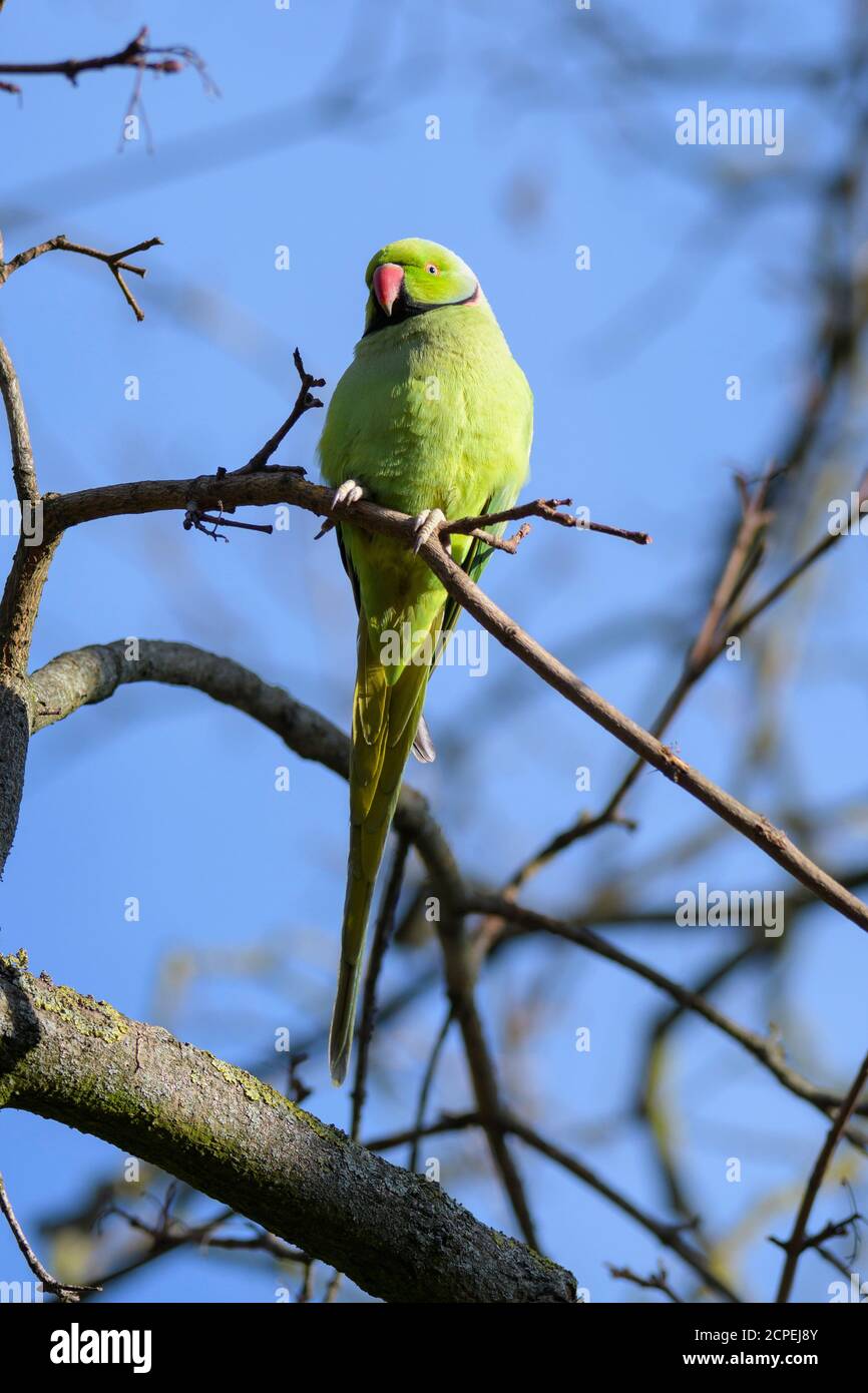Roseringed parakeet, Psittacula krameri, in the spring Stock Photo Alamy