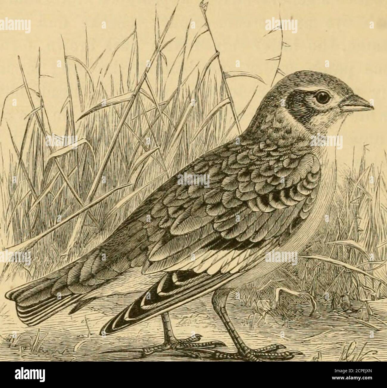 . A history of British birds . broadly edged with Ijright sandy-grey ; chin,throat and lower parts generally, dull white, clouded on thesides of the neck with fawn-colour, so as to form an ill-defined darker patch, on the upper part of which are a fewdark brown feathers; flanks pale mouse-colour : legs, toesand claws light brown. The sexes are hardly distinguishable in plumage ; but thefemale is said to want the dark marking on the sides of theneck and to be somewhat duller in tint. The young havethe outer edge of each feather tipped with buff. The whole length of the Shrewsbury specimen was f Stock Photo