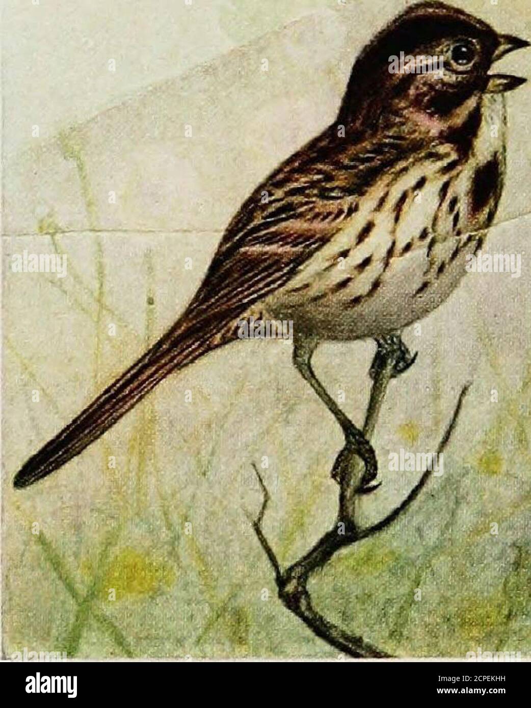Birds Of Eastern Canada B Junco P 1751 Female Male 256 Plate Xxxi K Tnif A Song Sparrow P 176 Stock Photo Alamy