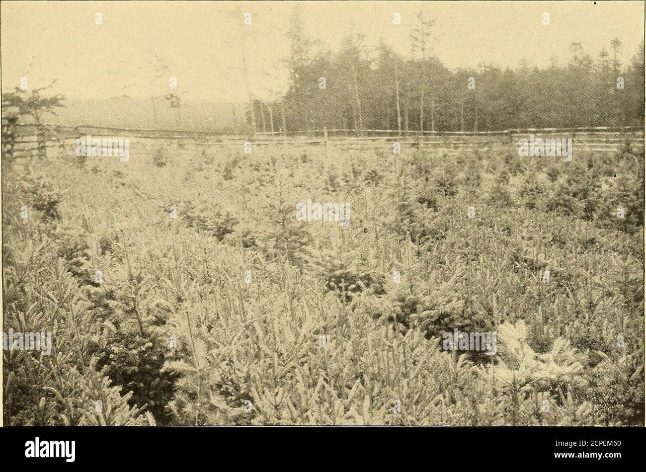 . Annual report . A. KNECHTEL, PHOTO. FOREST TREE NURSERY, NEAR LUZERNE, SWITZERLAND. ENCLOSED WITH A HEDGE INSTEAD OF A FENCE.. A. KNECHTEL, PHOTO. TEMPORARY NURSERY. PATHS PLANTED PERMANENTLY WITH NORWAY SPRUCE, WHICH WILL BE LEFT IN PLACE WHEN THE STOCK INTHE BEDS IS FINALLY REMOVED. A PLANTATION THUS TAKES THE PLACE OF THE NURSERY. FOREST NURSERIES AND NURSERY METHODS IN EUROPE. 215 tained annually for a long term of years. Still there are several nurseries con-nected with the management of the various cantonal forests, but the technique,as observed does not vary materially from that alrea Stock Photo