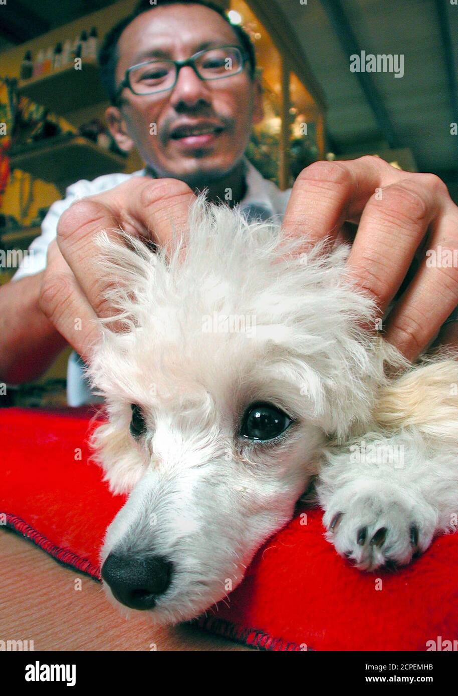 How Much Does A Dog Massage Cost