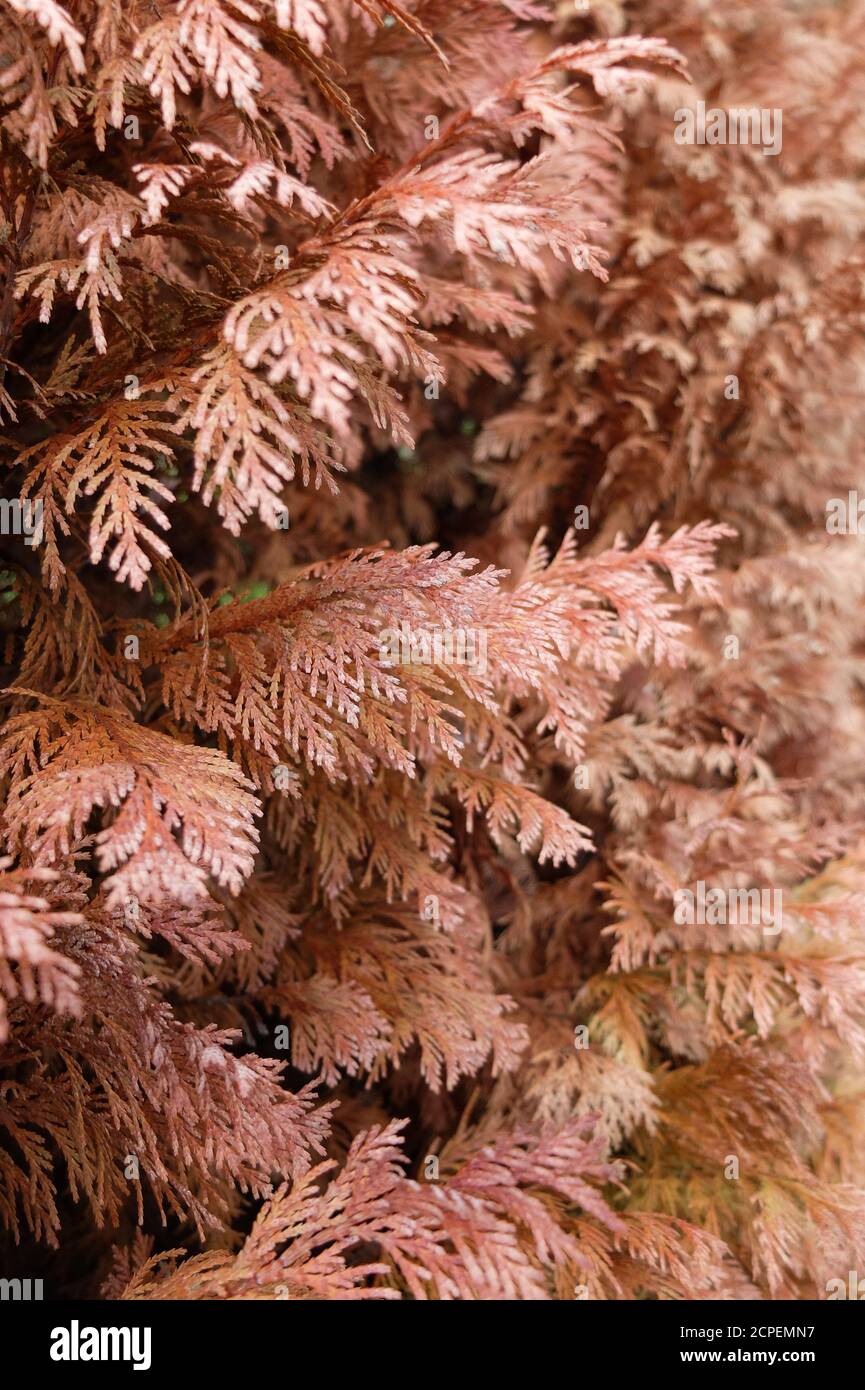 Mushroom Pestalotiopsis funerea is the cause of the shoot death of the  trees of life (thuja Stock Photo - Alamy