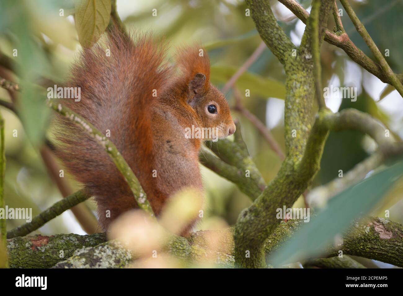 Red Squirrel, Sciurus vulgaris Stock Photo