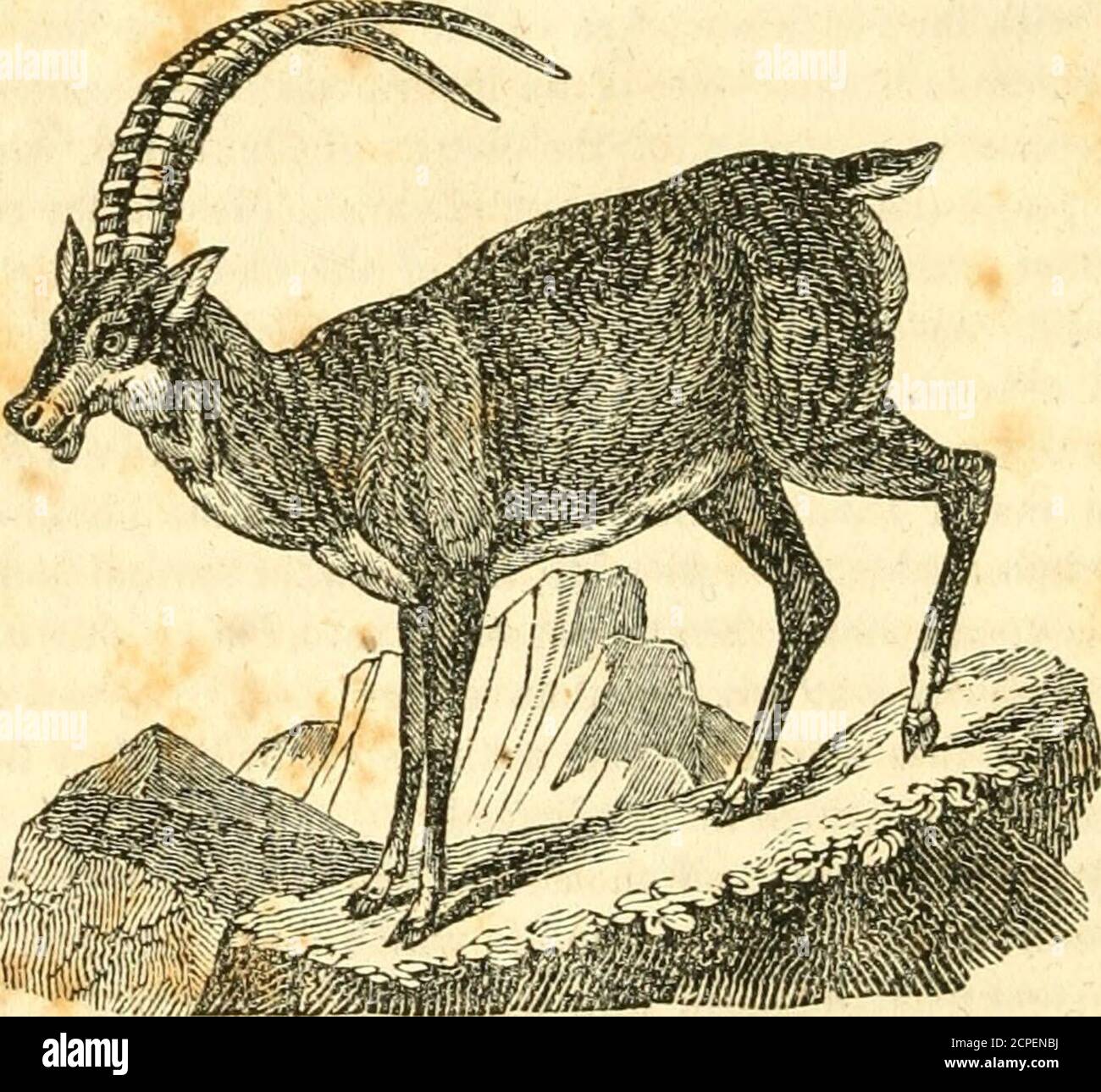 . A System of natural history : containing scientifci [sic] and popular descriptions of man, quadrupeds, birds, fishes, reptiles and insects . r ingTiinal pores ; ears pointed; legs robust; tail short;chin bearded. 368 MAMMALIA—IBEX. two slight differences, the one externally, and the other internally. Thehorns of the ibex are longer than those of the he-goat; they have two longi-tudinal ridges, those of the goat have but one. They have also thick knots,or transverse tubercles, which mark the number of years of their growth;while those of the goats are only marked with transverse strokes. Thei Stock Photo