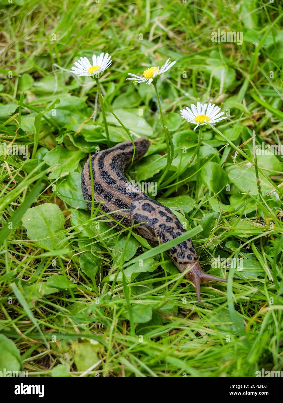 Tiger snail snails (Limax maximus) in the grass between daisies Stock Photo