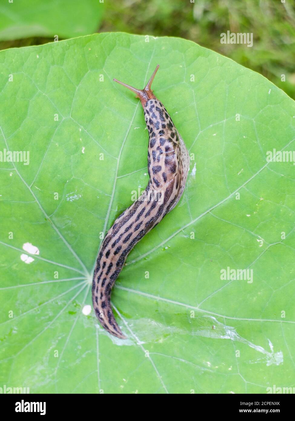 Tiger snail (Limax maximus) on the leaf of a nasturtium (Tropaeolum majus) Stock Photo