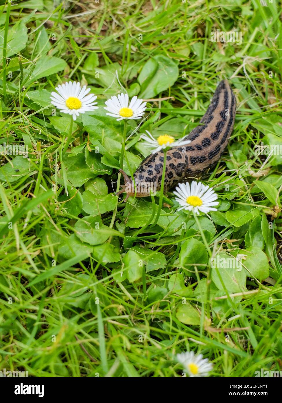 Tiger snail snails (Limax maximus) in the grass between daisies Stock Photo