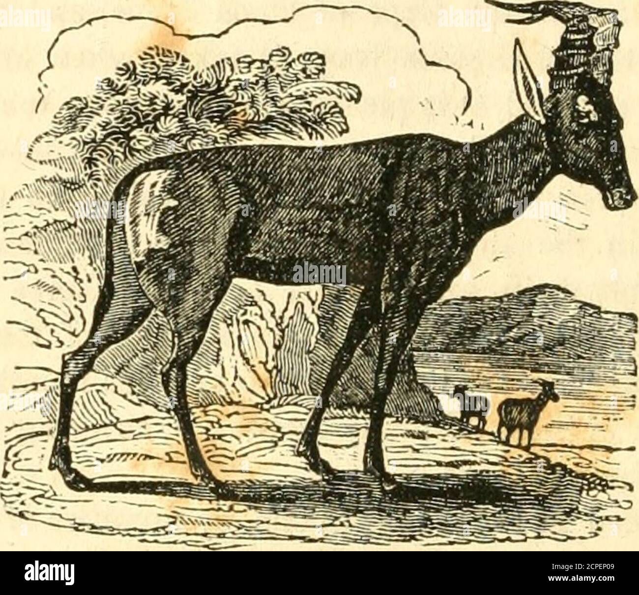 Asinine High Resolution Stock Photography And Images Alamy Well, now instead, you justify your racism using some asinine pseudoscience. https www alamy com a system of natural history containing scientifci sic and popular descriptions of man quadrupeds birds fishes reptiles and insects f the shoulders is about four feet the form of the body is a mixtureof the stag and heifer the tail is rather more than a foot long asinineand terminated by a tuft of hair the horns are very strong black andembossed with rings of an irregular form they are almost close at thebase diverging upwards and at the top bending backwards in a horizontaldirection almost to the tips which are distant from each other someof these horns are eighteen i image375264745 html
