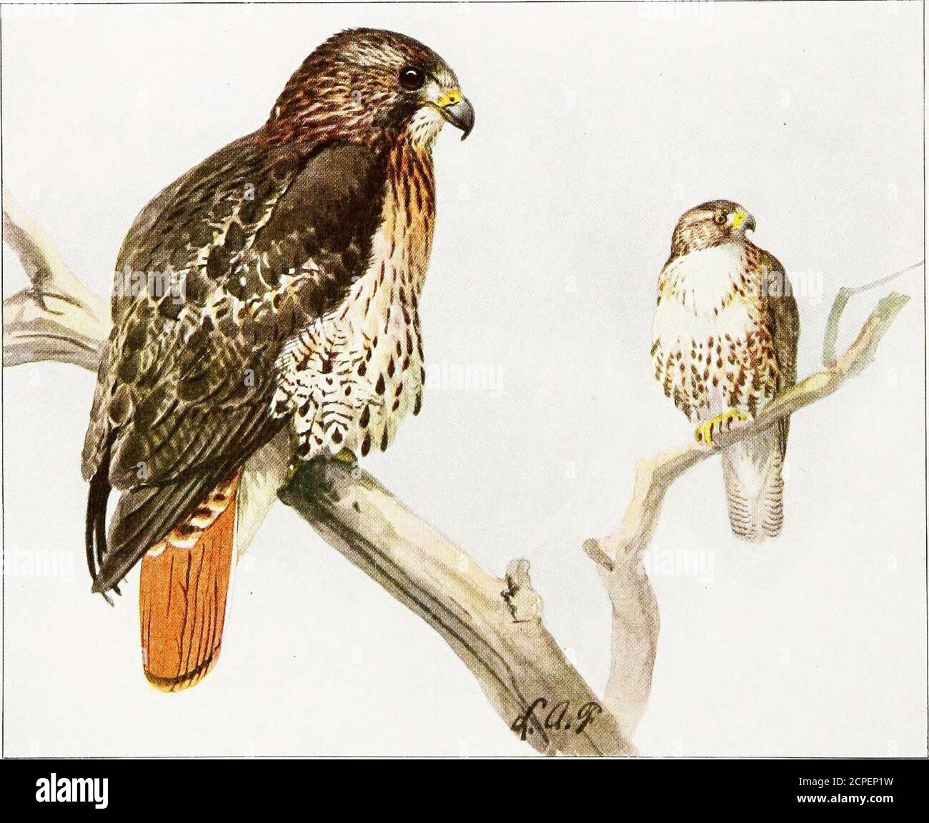 The Book Of Birds Common Birds Of Town And Country And American Game Birds M F Sparrow Hawkred Tah Ed Haw 1 50 Sparrow Hawk Falco Sparverius Red Tailed Hawk Buteo Borealis Length About