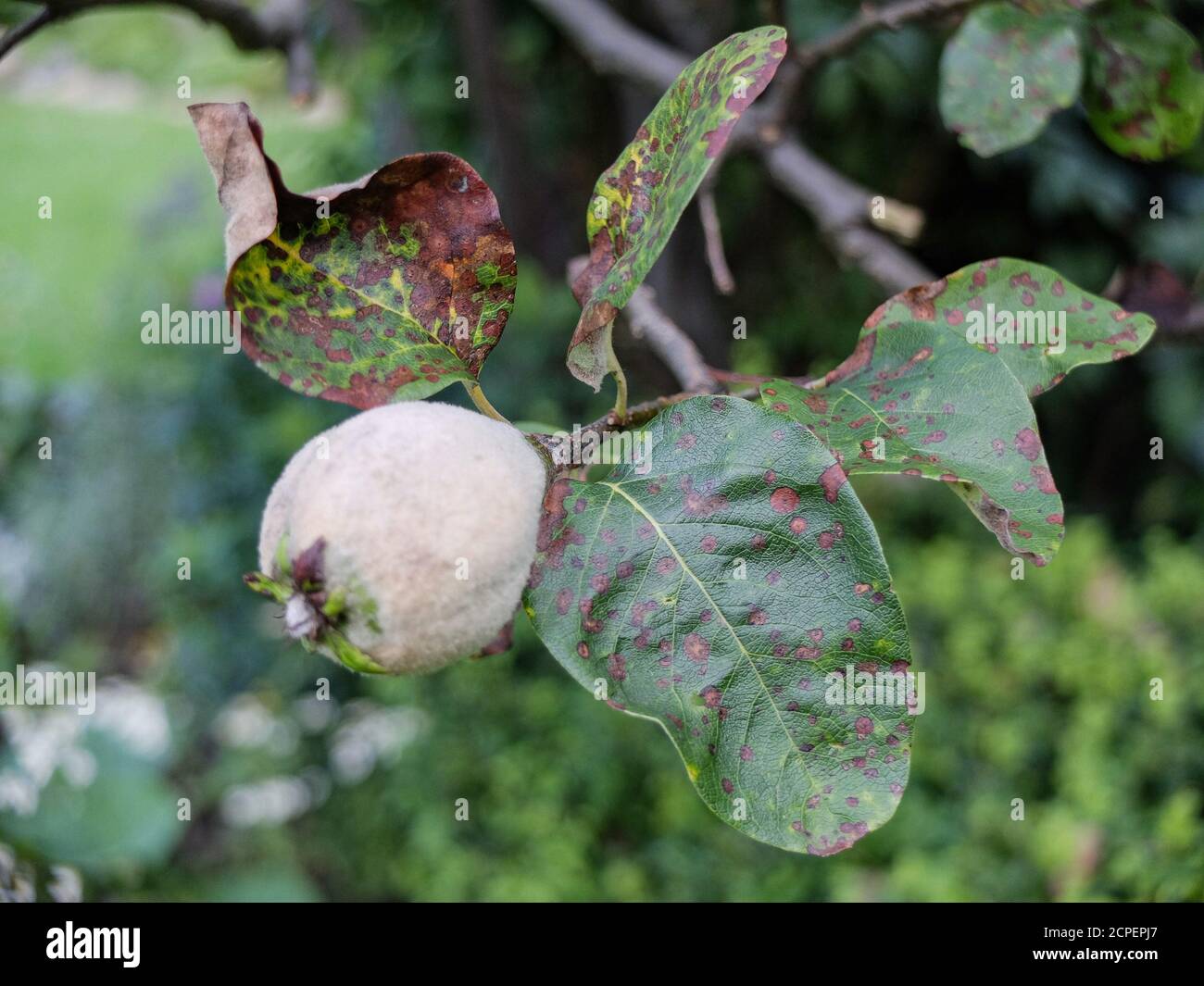 Quince leaves (Cydonia oblonga) infested with leaf tan (Diplocaron mespili) Stock Photo