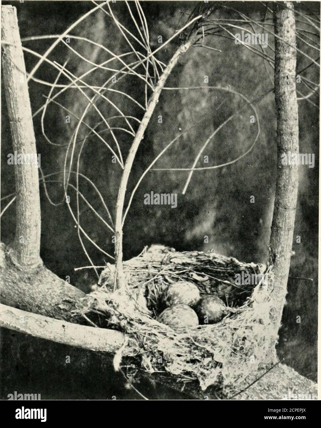 . Nests and eggs of Australian birds, including the geographical distribution of the species and popular observations thereon . a branch of a casuarina tree. 81.— Lalage LEUCOMELiENA, Vigors and Horsfield.—(110 and 111)CcinipepJiaija huamitla, Gould.C. karu, Lesson. PIED CATERPILLAR CATCHER. Figure.—Gould : Birds of Australia, fo!., vol. ii., pis, 6i and 62. Reference.—Cat. Birds. Brit. Mus., vol. iv . p 106, Previous Descriptions of Eggs.—Fitzgerald : Proc Linn, Soc, N.S. Wales,vol. ii., 2nd ser., p. 971 (18S7) Geographical Di.itrihution.—Northern Tenitory, Queensland, and NewSouth Wales ; al Stock Photo