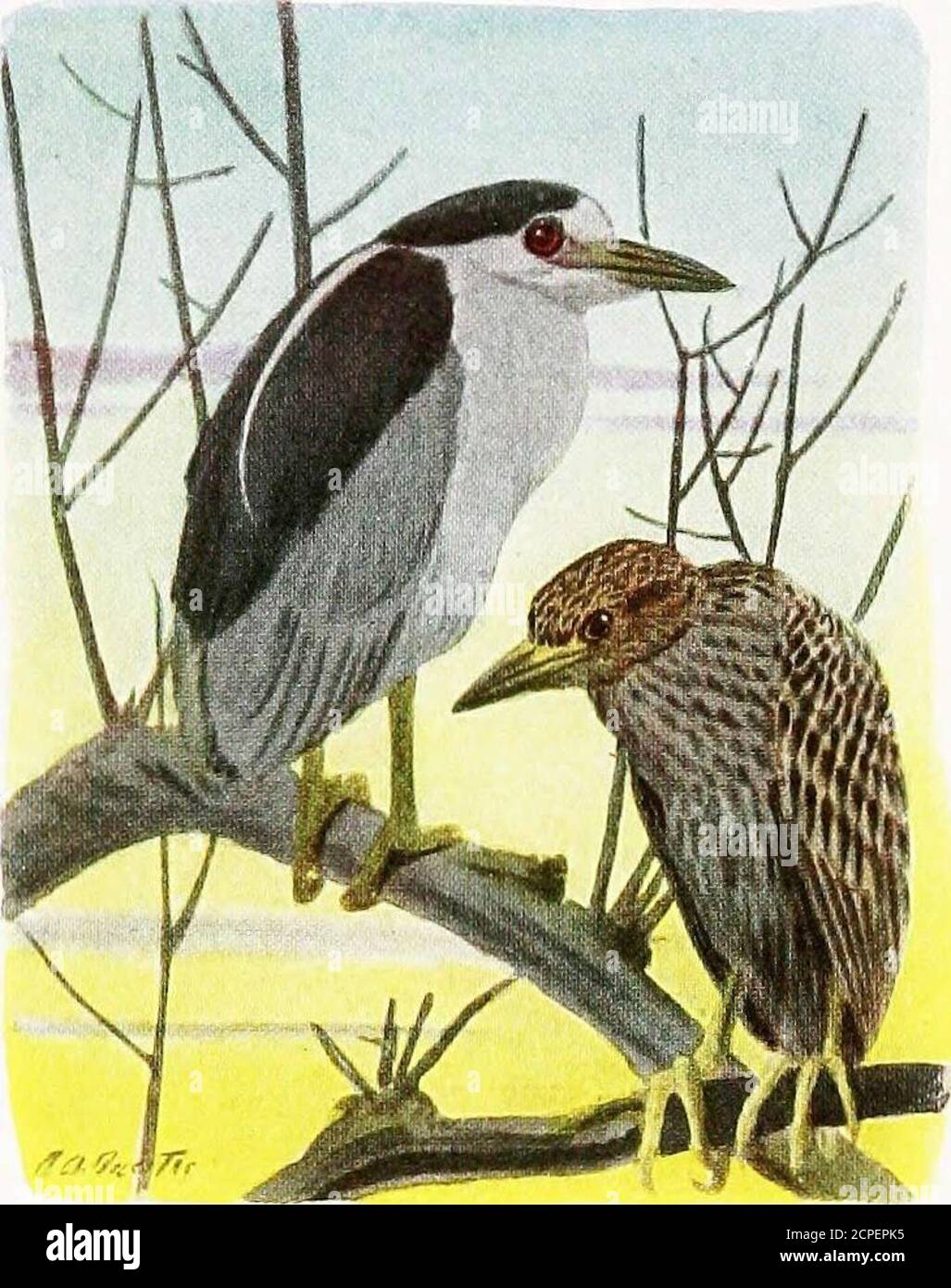 The book of birds, common birds of town and country and American game birds  . surpassed powers of flight enable it tocapture. Indeed, chimney swifts eat  nothinghut insects, and no insect