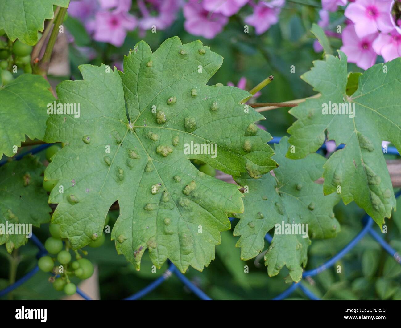 Grape leaves (Vitis vinifera) infested with grape pox mite (Eriophyes vitis) Stock Photo
