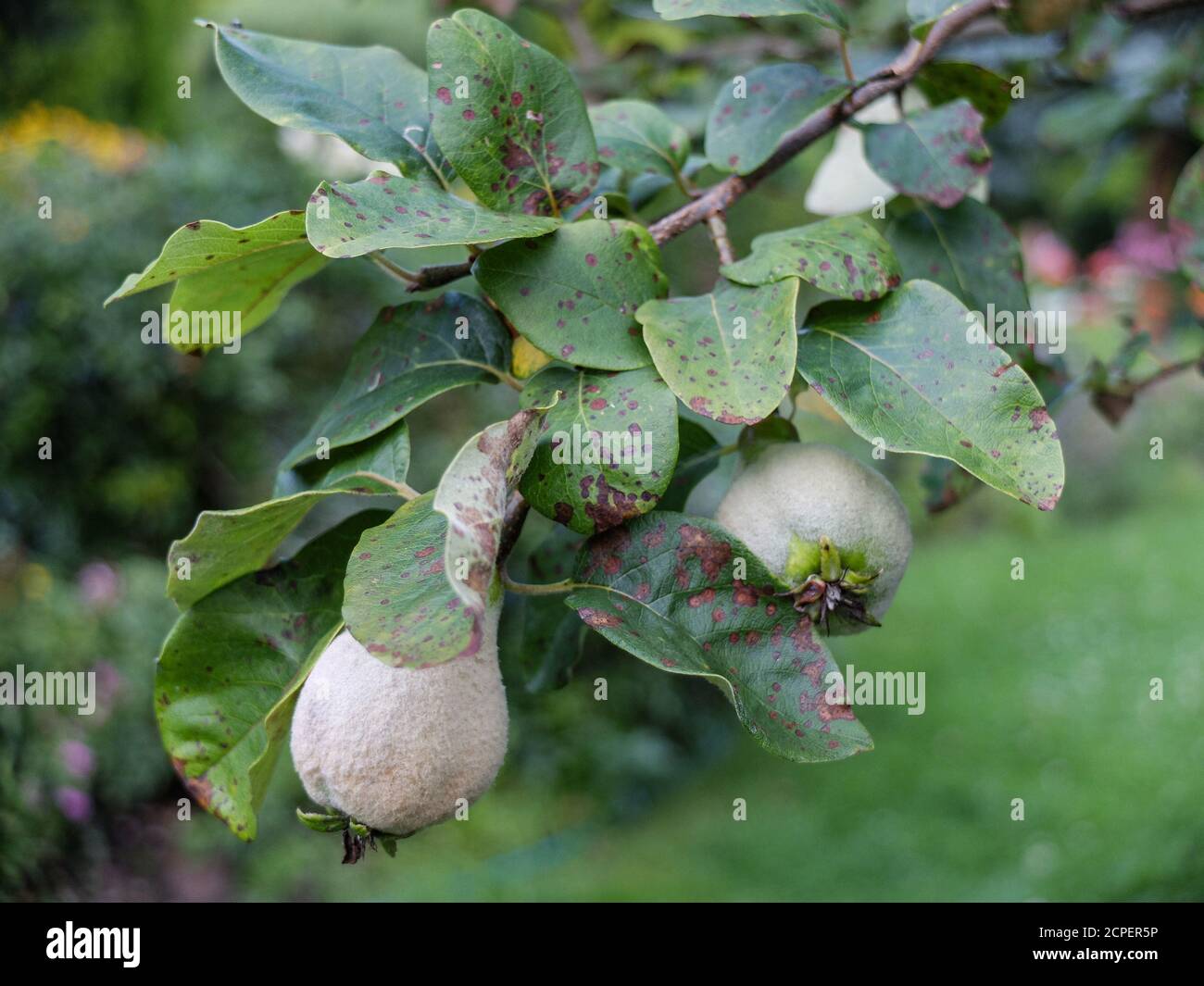 Quince leaves (Cydonia oblonga) infested with leaf tan (Diplocaron mespili) Stock Photo