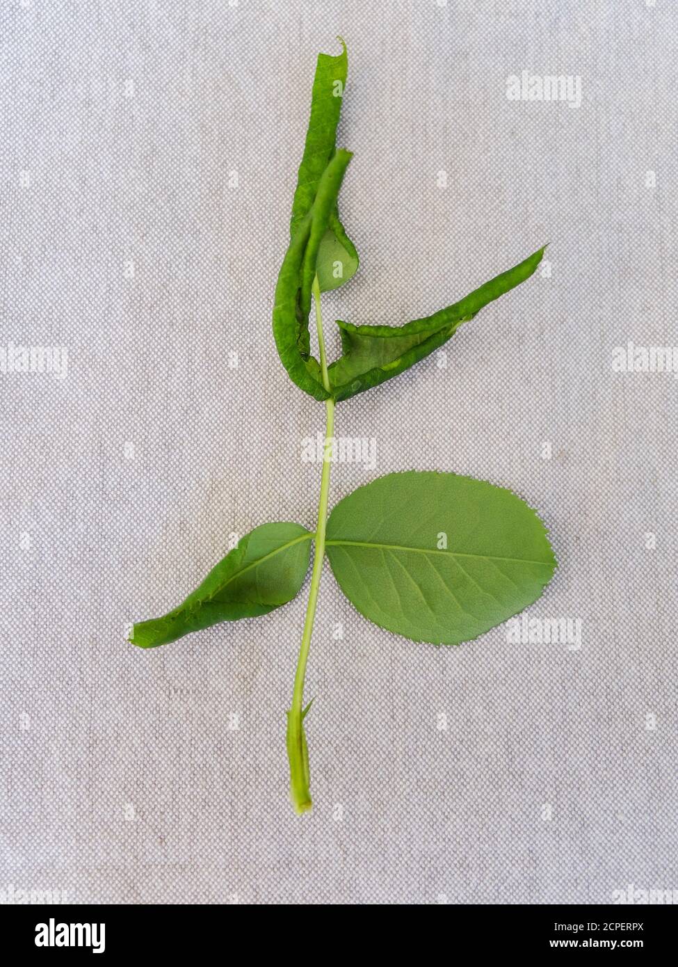 Infestation with the leaf wasp (Blennocampa phyllocolpa) is shown by rolled rose petals Stock Photo